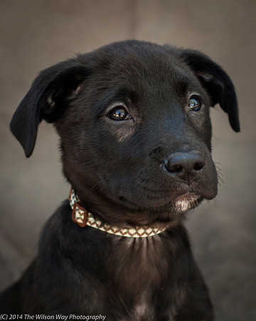 Foster Pokey-2433