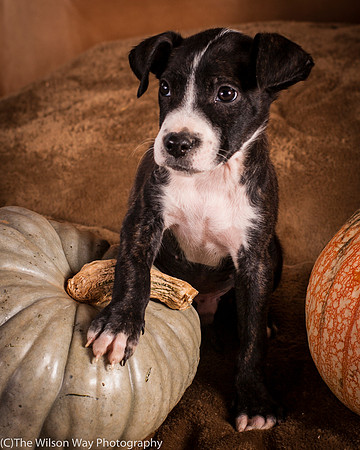 Foster Bennett-6361