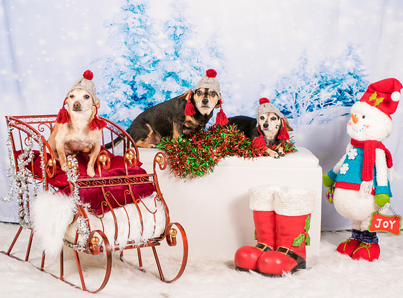 Lewis-0424