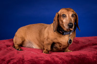 Abrams-Jimmy Dean-8203