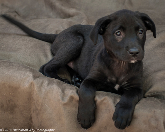 Foster Pokey-2445