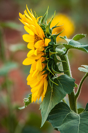 sunflowers-2163