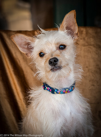 Foster Hugo-9382