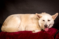 Foster Apache-0541