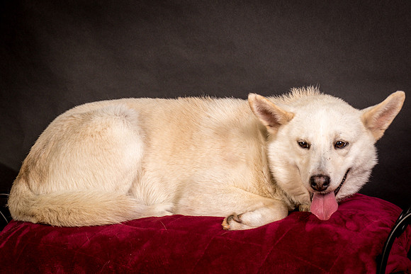 Foster Apache-0541