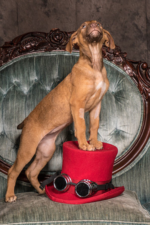 Foster Bronwyn-8280