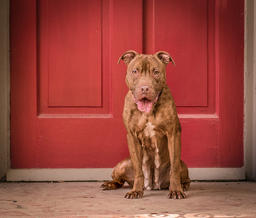 Foster Coco-8192