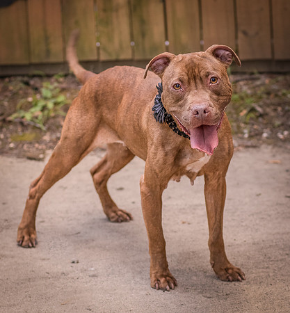 Foster Coco-8306