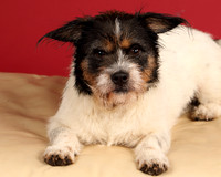 Foster-4649