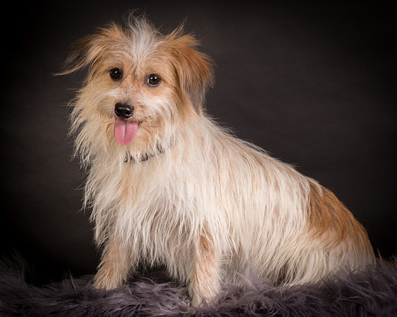 Foster Tiny-1246