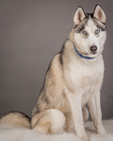Foster Aspen-7585