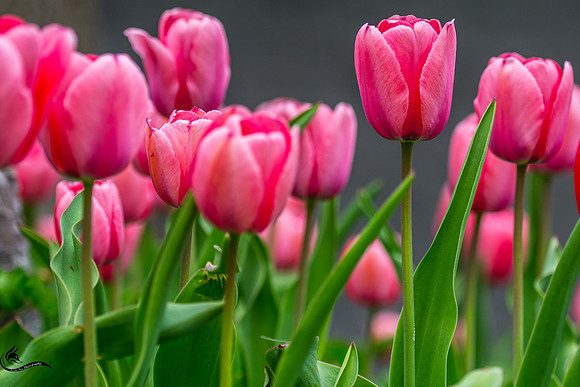 tulips cropped