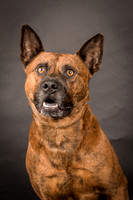 Foster Beans-2221