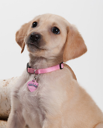 GCSPCA BB-6222