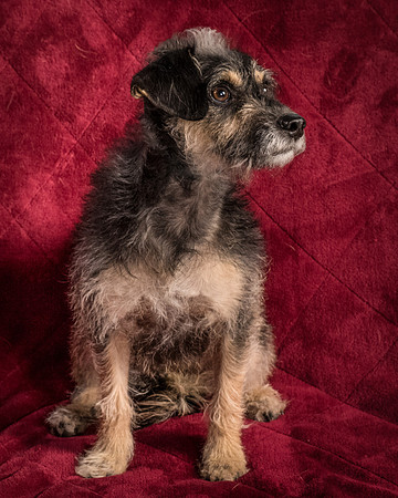 Foster Triscuit-5528