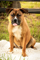 Darlington - Bliss-8364