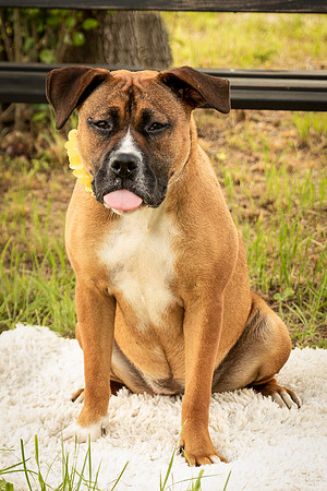 Darlington - Bliss-8364