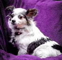 Foster Anouk-8760