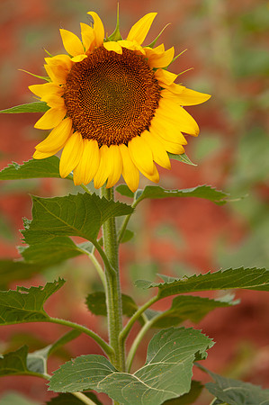 sunflowers-8740