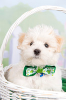 2016Mar13_4690 foster