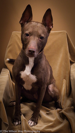 Foster Twix-0517