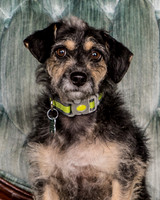 Foster Triscuit-5466