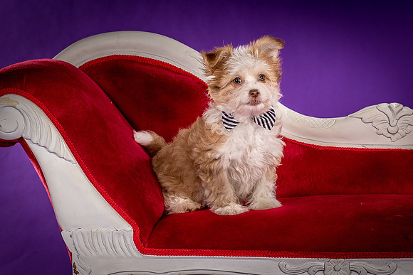 Foster Zen-4397