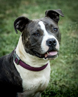 Foster Maya-0223