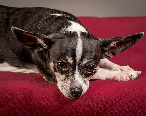 Foster Justice-4655