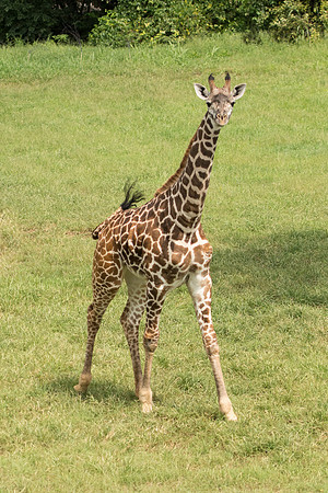 frisky giraffe -3312