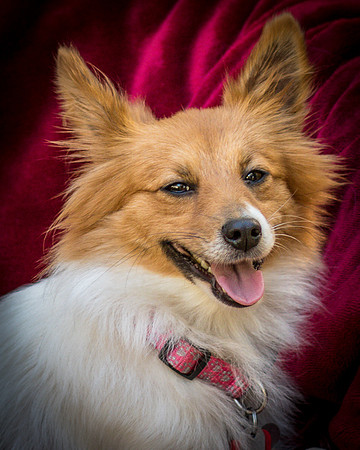 Foster Brandi-3374