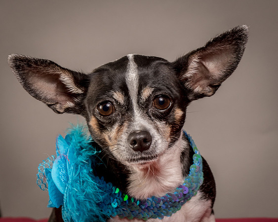 Foster Justice-4674
