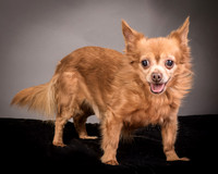 Foster Pancho-9438