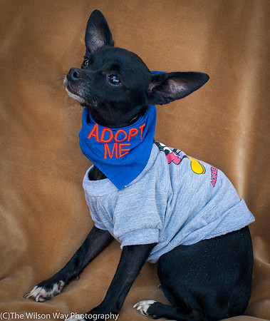 Foster Twiggy-8986