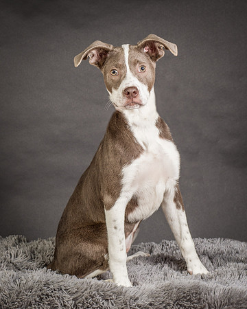 Foster Ari-8531