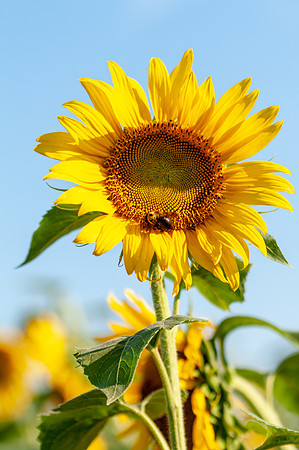 sunflowers-1847