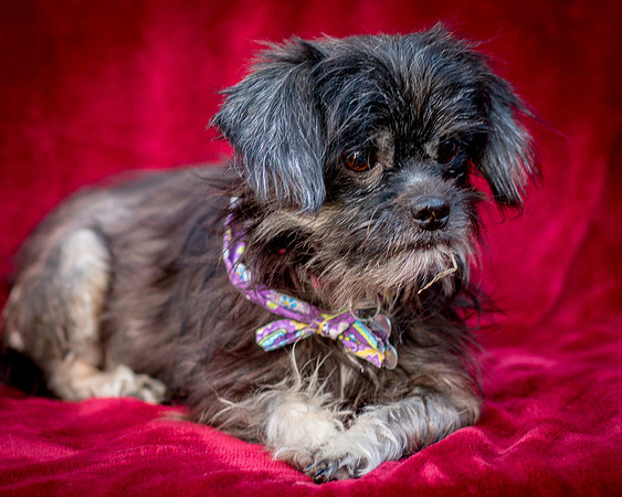 Foster Selene-2739
