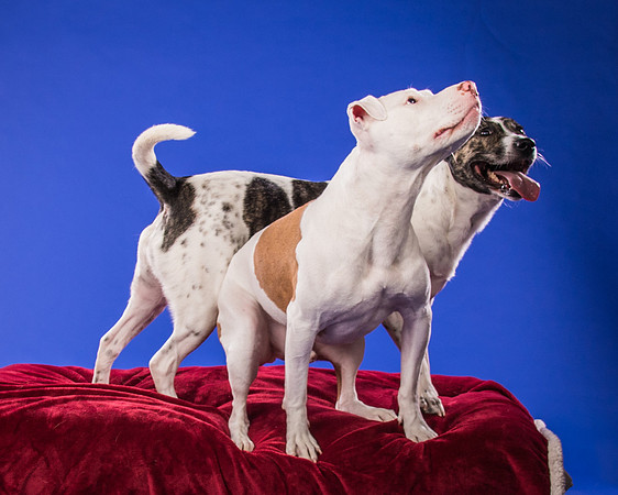 Bruns-Melo and Gracie-3011