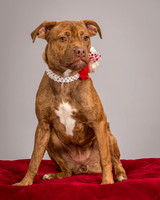 Foster Pumpkin-4669
