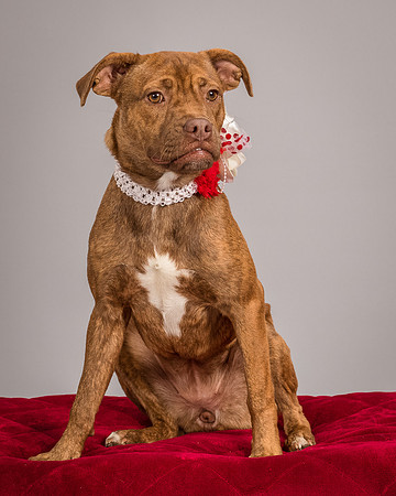 Foster Pumpkin-4669