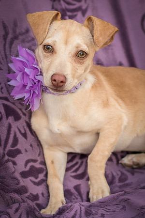 Foster Beatriz-7780