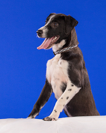 Foster Rascal-2439