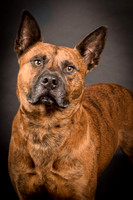 Foster Beans-2229