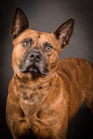 Foster Beans-2229
