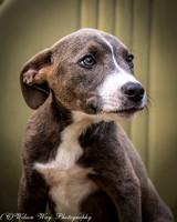 Hugo-3678