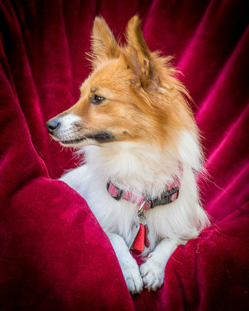 Foster Brandi-3292