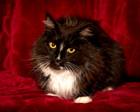 Foster Hershey-9486