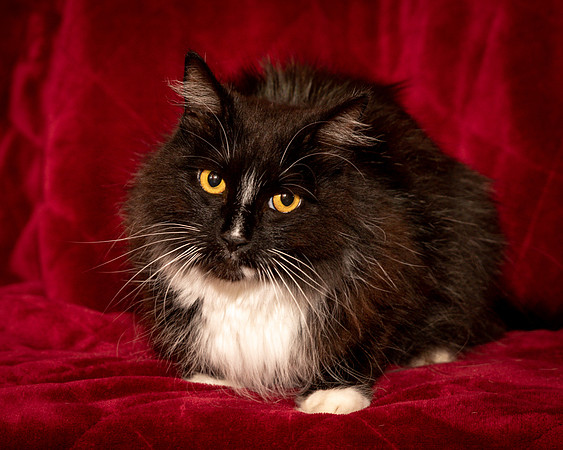 Foster Hershey-9486