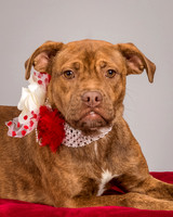 Foster Pumpkin-4645