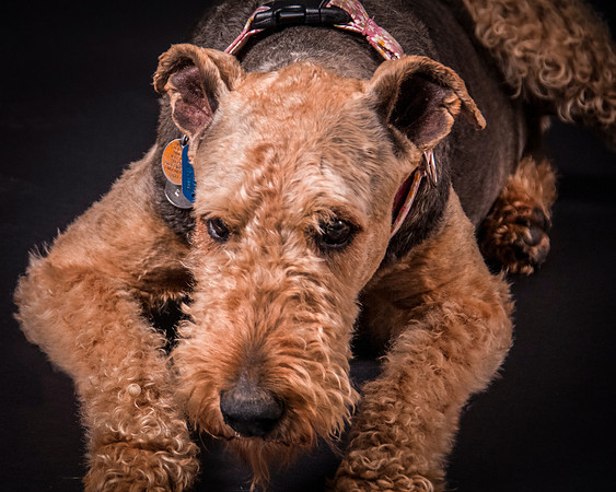 Sammie-4941